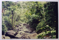 Vintage 00s PHOTO Creek Stream on Hiking Trail in Hawaii