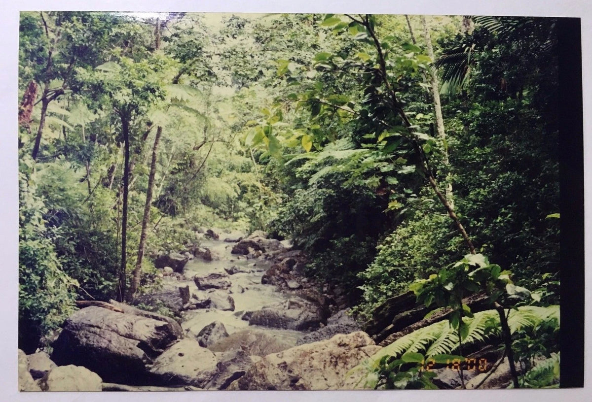Vintage 00s PHOTO Creek Stream on Hiking Trail in Hawaii